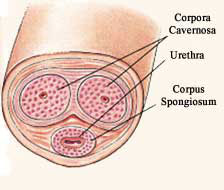 Corpus cavernosa